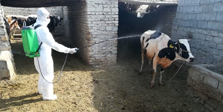 تب کریمه کنگو در استان زنجان